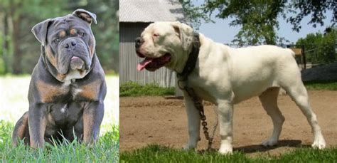 hermes bulldogge height